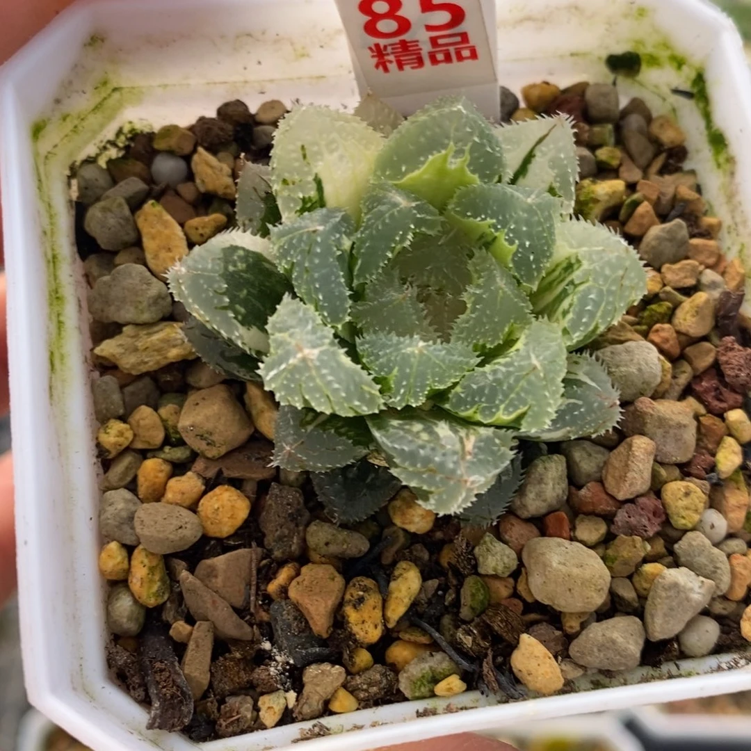 85玄冰十二卷多肉