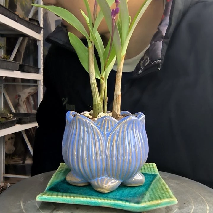 呵****8小盆景小植物一物一拍213