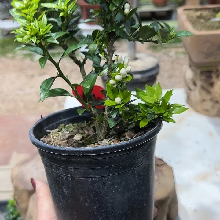 上***o直播间八房柑一物一拍