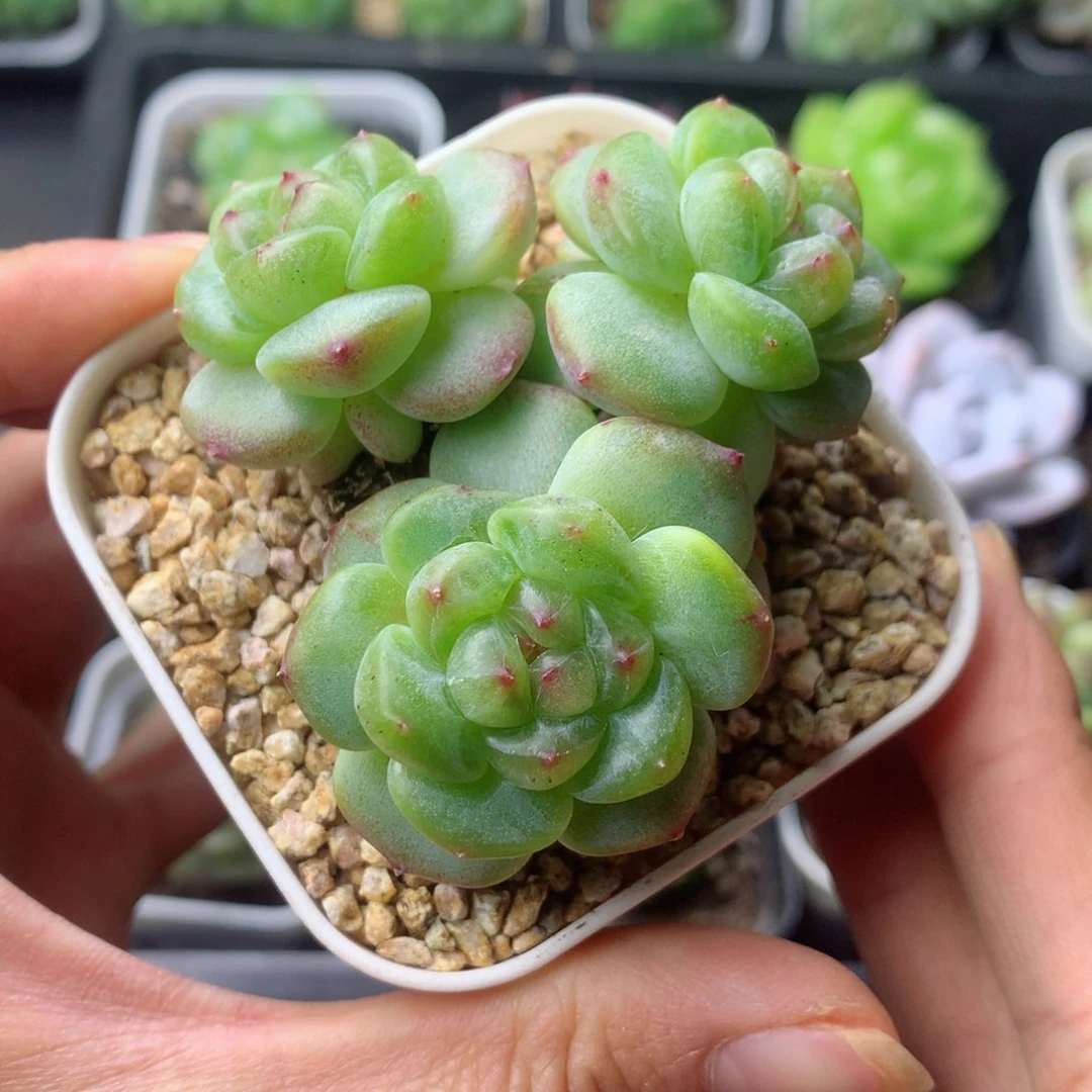 58包邮  群生不包整 29