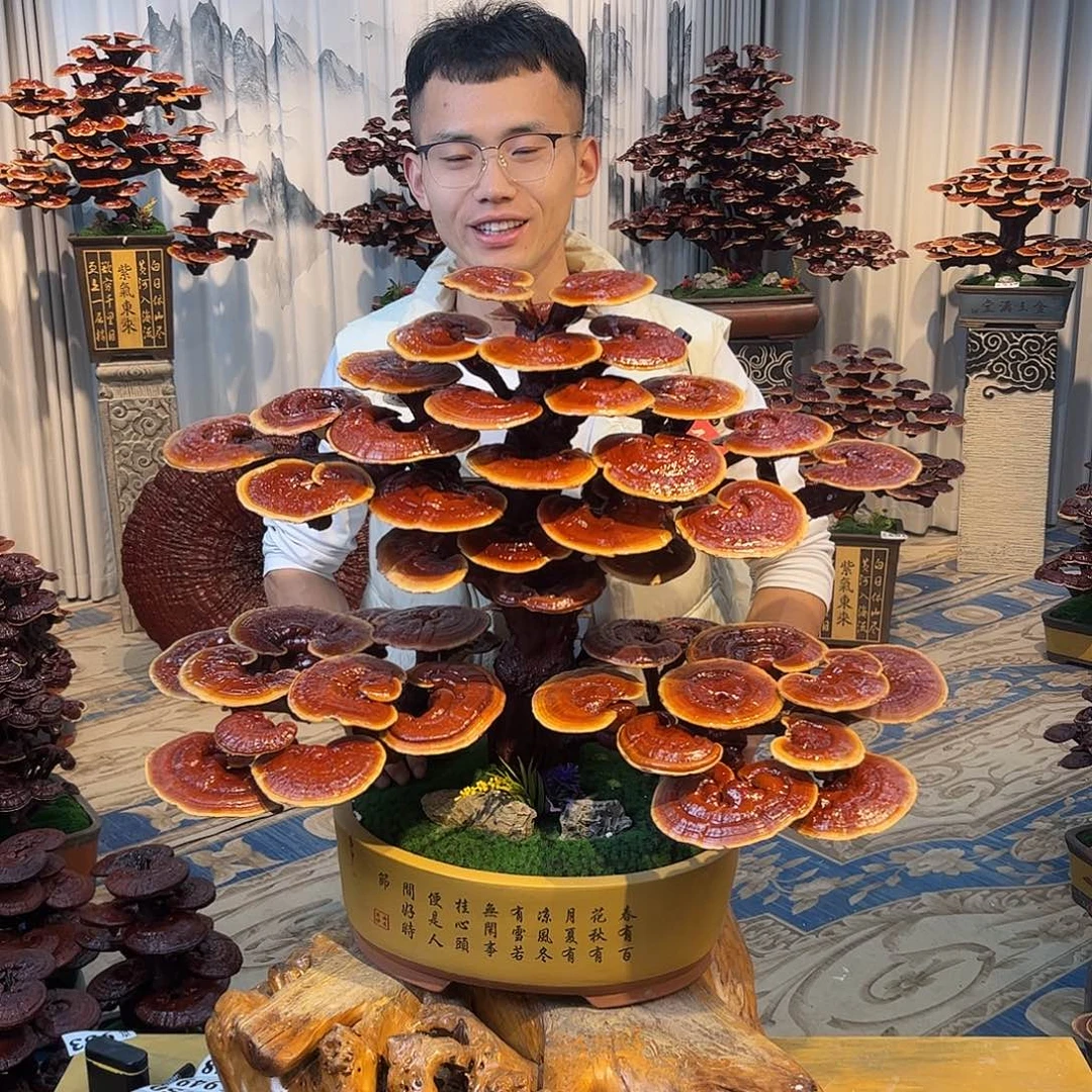 无花朵888888888888