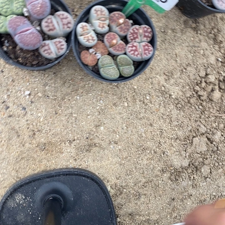 小***俞生石花的季节是春天776