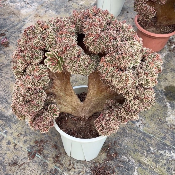 法师老桩缀化粉女巫