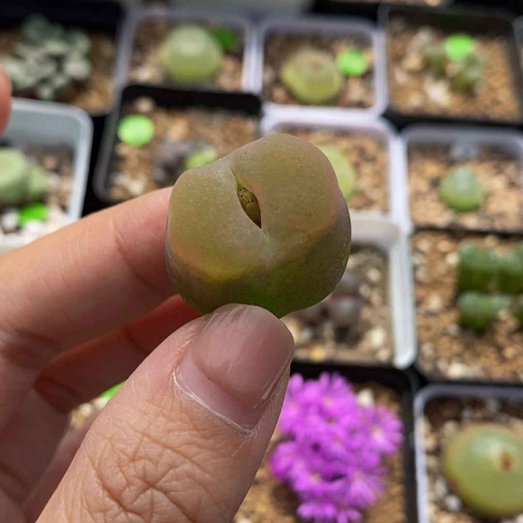 2.4（多肉植物保护354