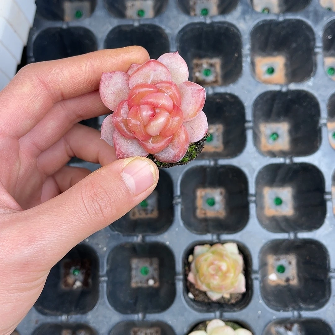 多肉一物一拍21-104