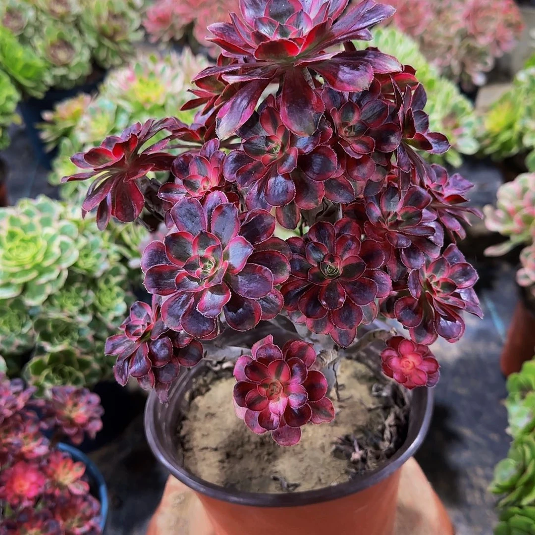 老庄香奈儿法师30.8