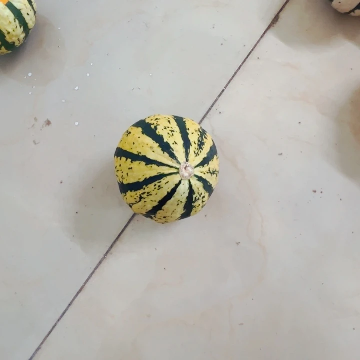 墨西哥葫芦葫芦葫芦糖酒
