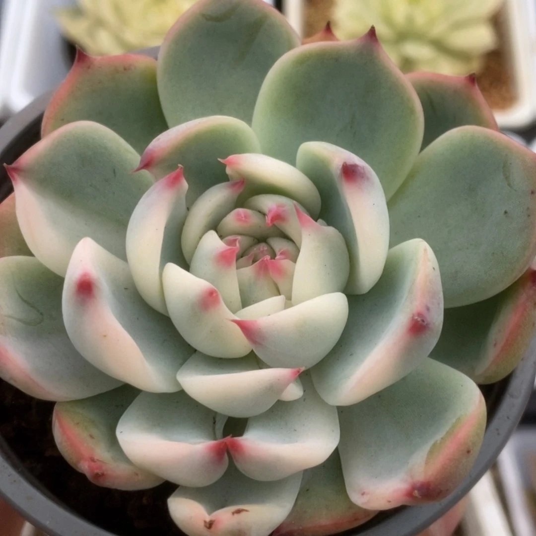 330锦锦锦锦锦锦锦
