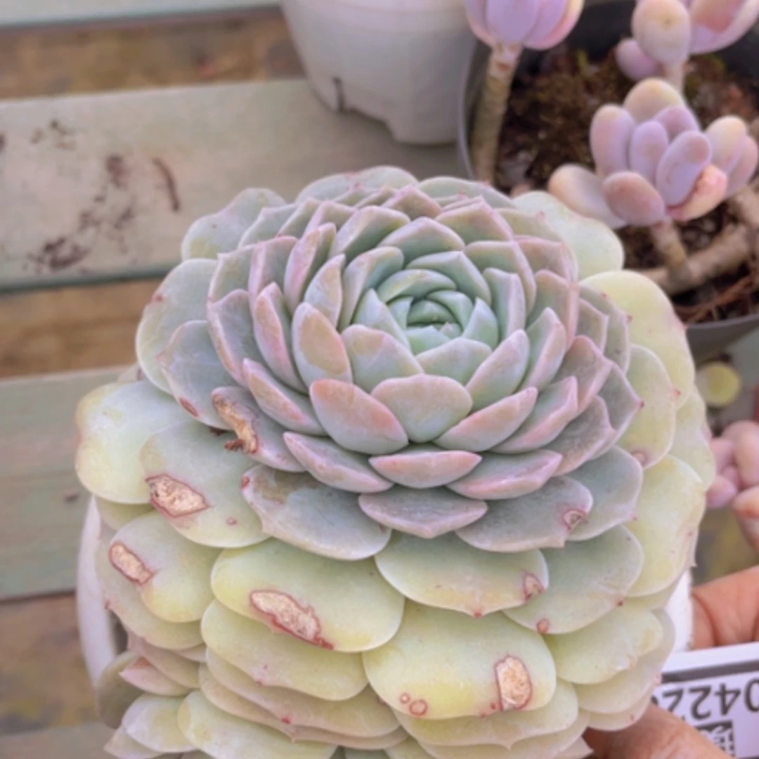 【闪购商品】冰魄04228