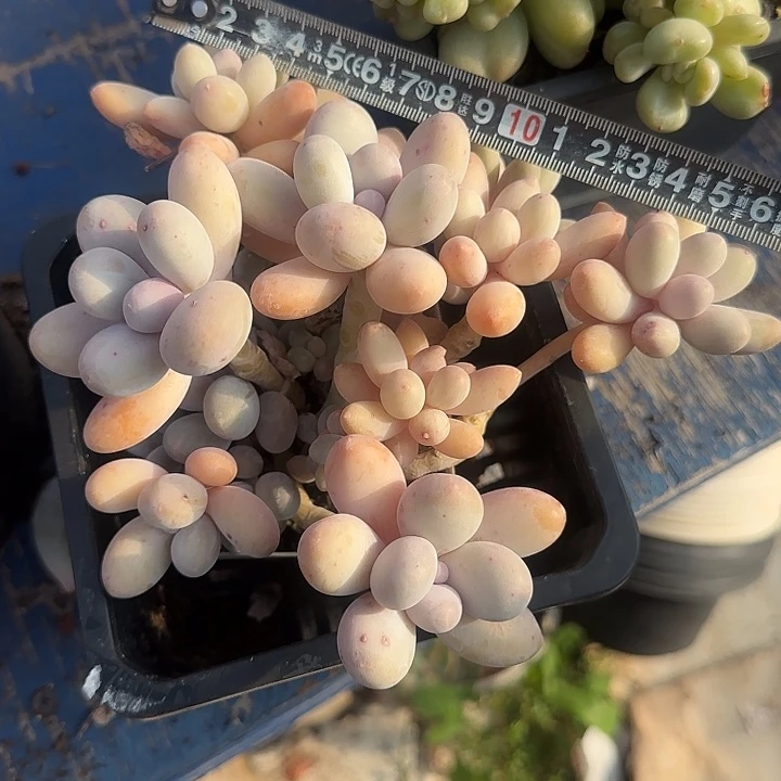 汤圆639 多肉植物一物一拍