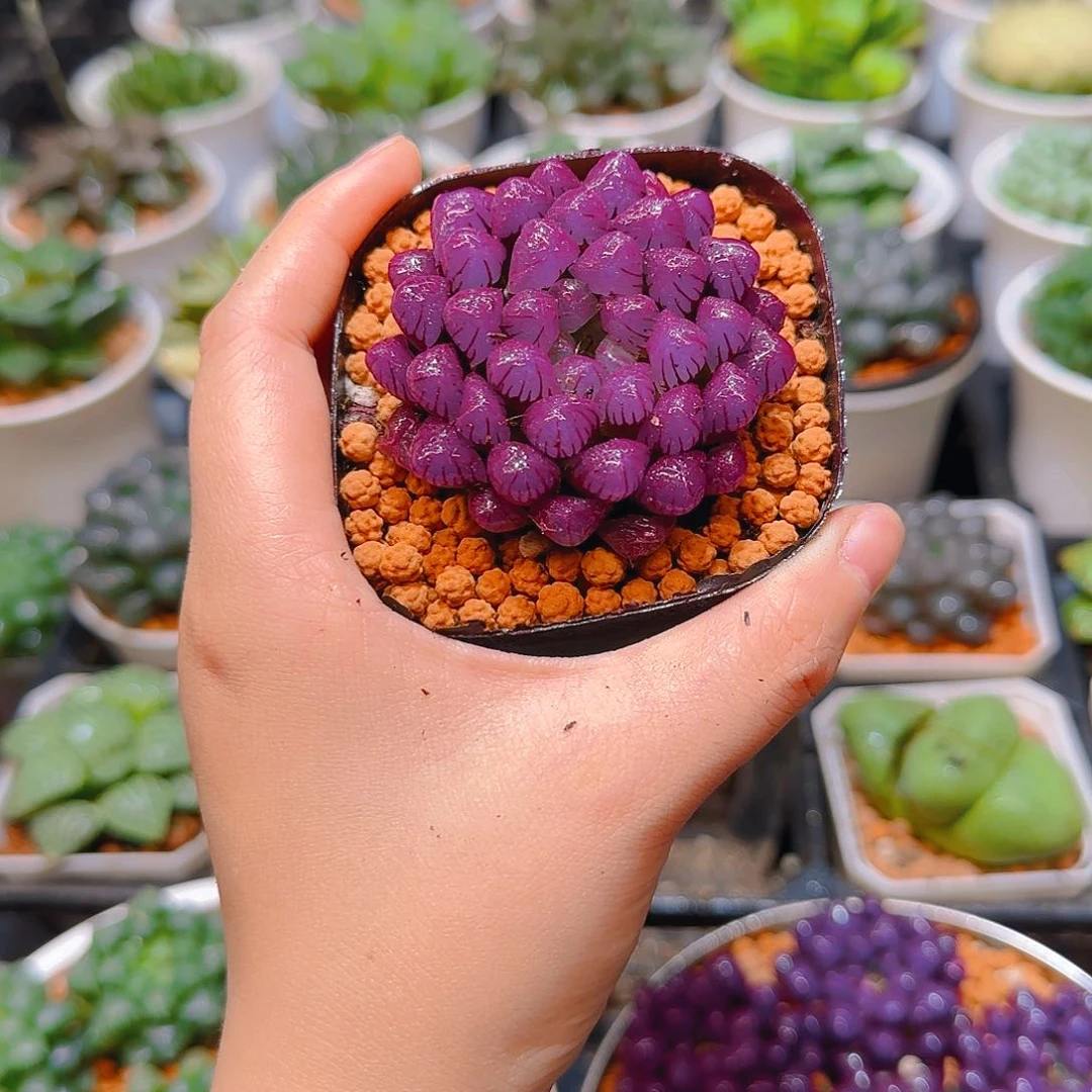 紫宝石冰灯玉露，原盆，人工上色