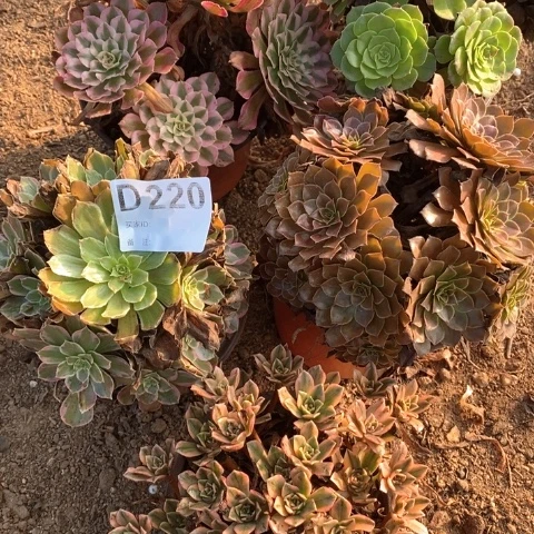 220五颗法师多肉植物
