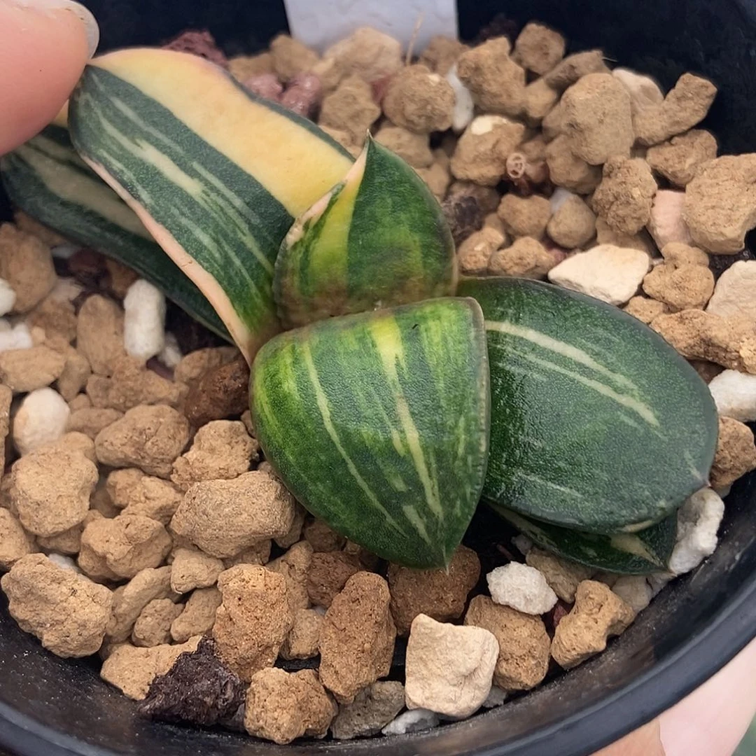 403卧牛实生转锦带盆发货