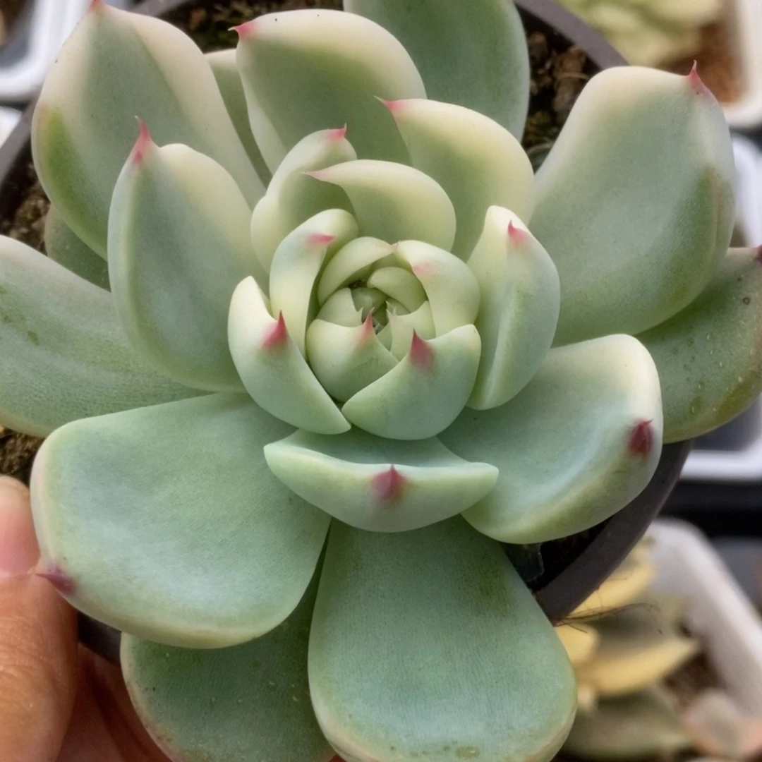 407锦锦锦锦锦锦锦锦锦