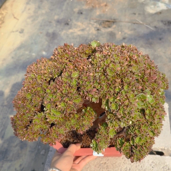 特特特特特145特特特'