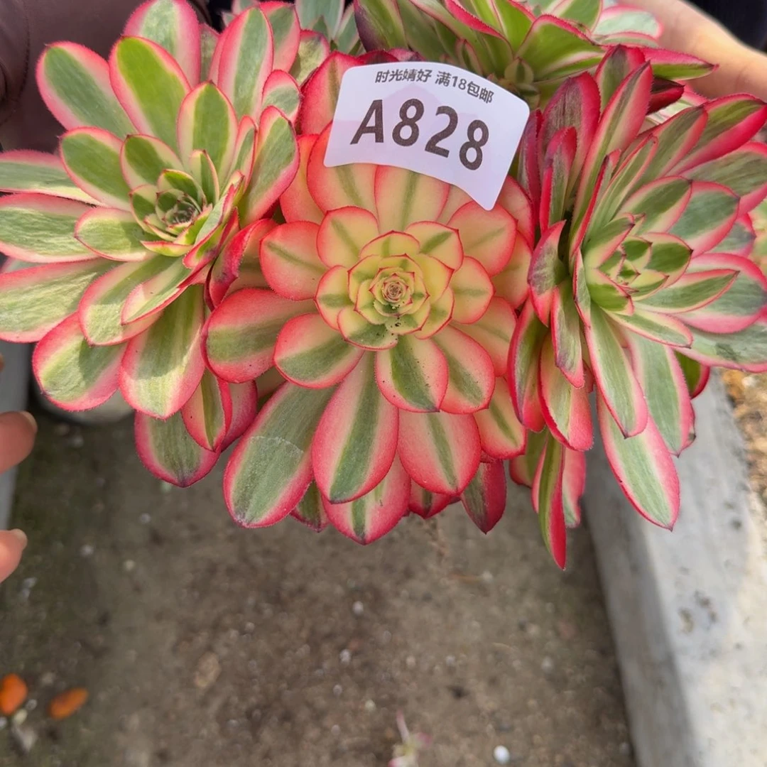 828荔枝。多肉植物