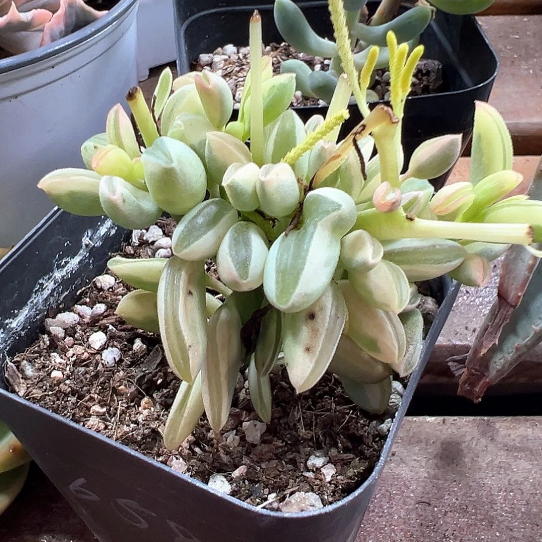 椒草锦 小方花圃一单包邮非偏远