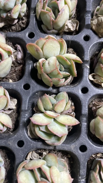 精品晨露穴苗2米3颗