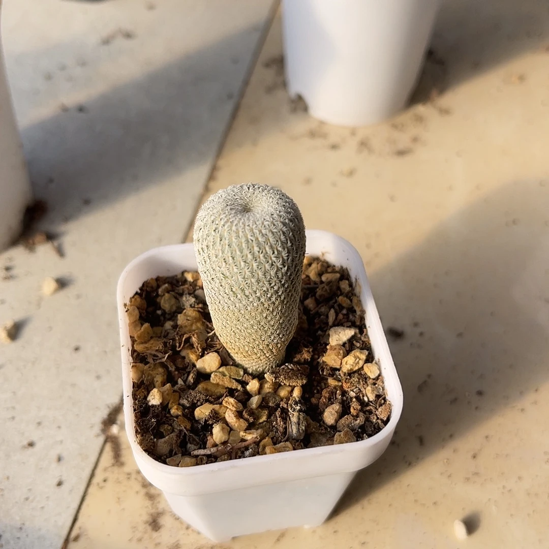 实生月世界仙人球一物一拍