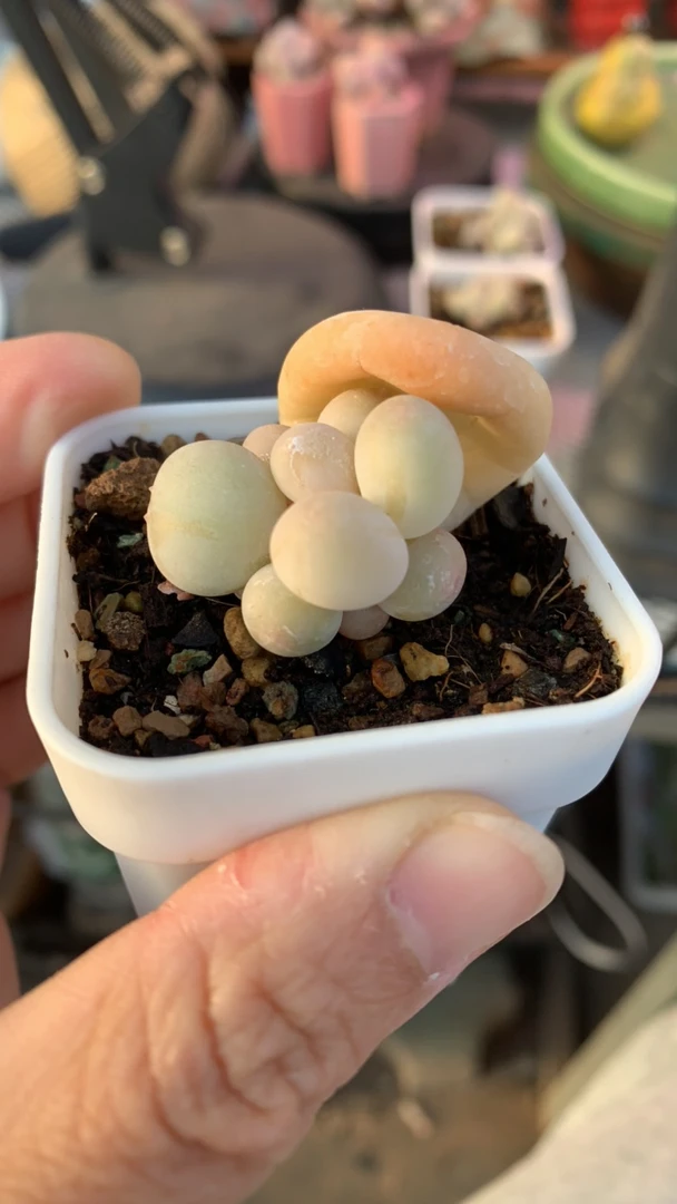 47奶酪sp专拍奶酪一物一拍