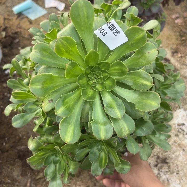 保时捷中班大手捧多肉植物303