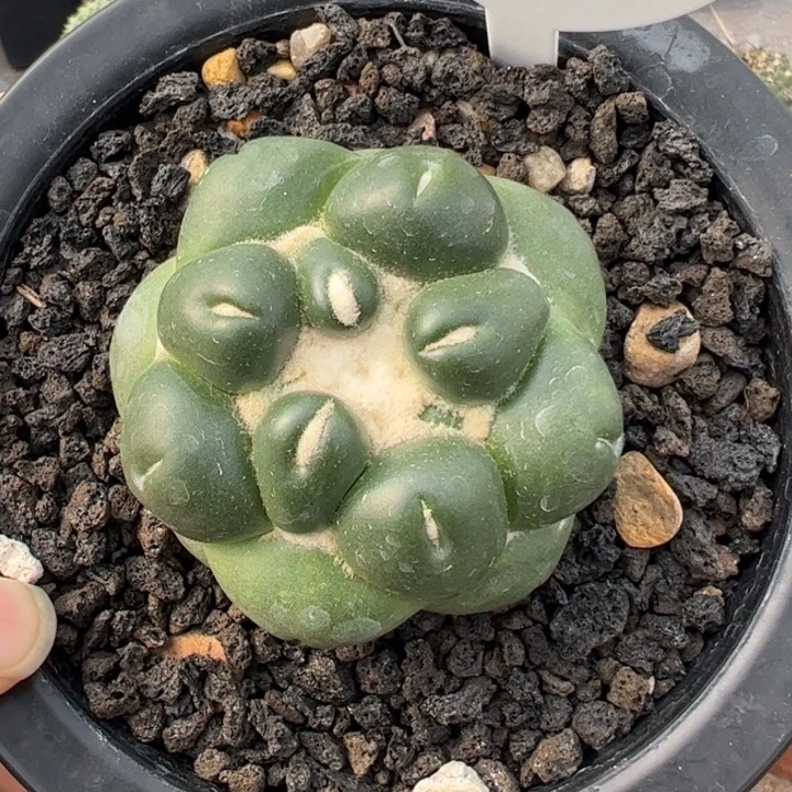 萝卜根蜘蛛眼象牙