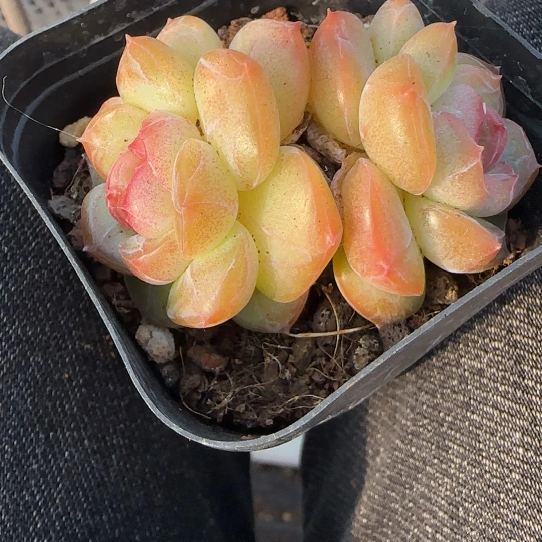 小卡拉米糖心一物一拍