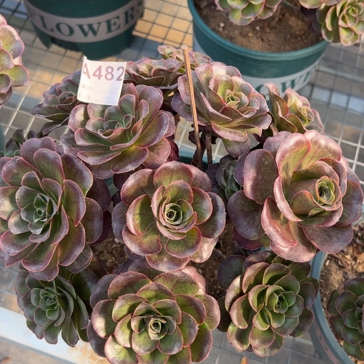 482魅金玫瑰朵朵25厘米左右