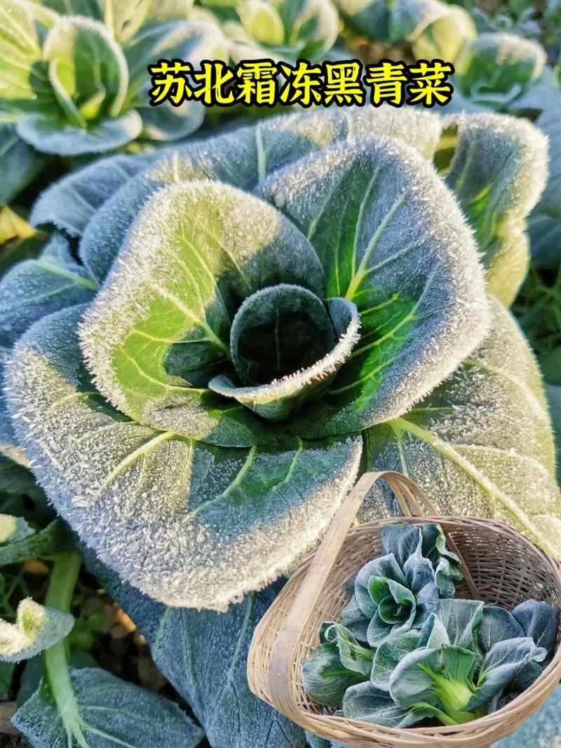霜冻苏州青 苏北矮脚青菜 甜糯黑青菜现摘现发
