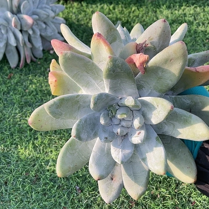 福大脸帕翠莎粗桩