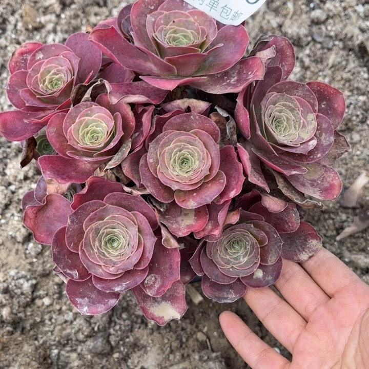 魅金的人多肉的人1601