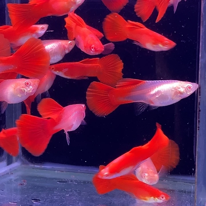 孔雀鱼血红20条孔雀