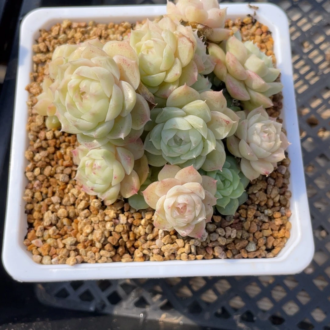 L***a优选麦杆多肉福利2974