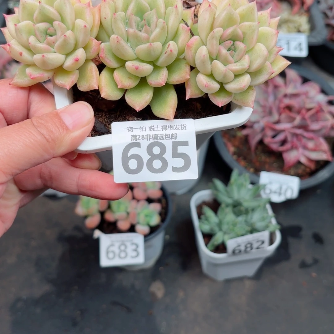 黄金璀璨无盆土发货