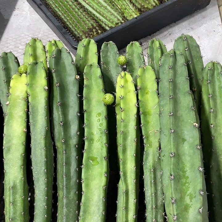 红花袖铺实生一代侧芽