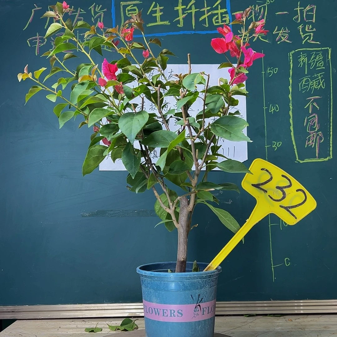 当前无花栽培后可以开花  福利  火焰  232