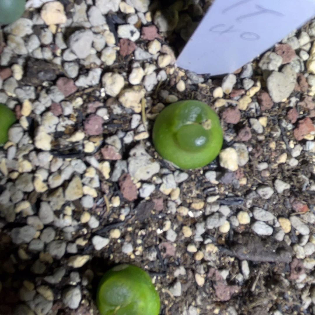 雪茄单头植物一物一拍