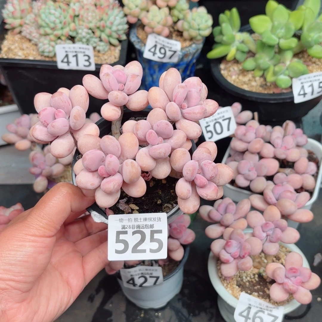 糖果桃蛋6头多肉多肉多