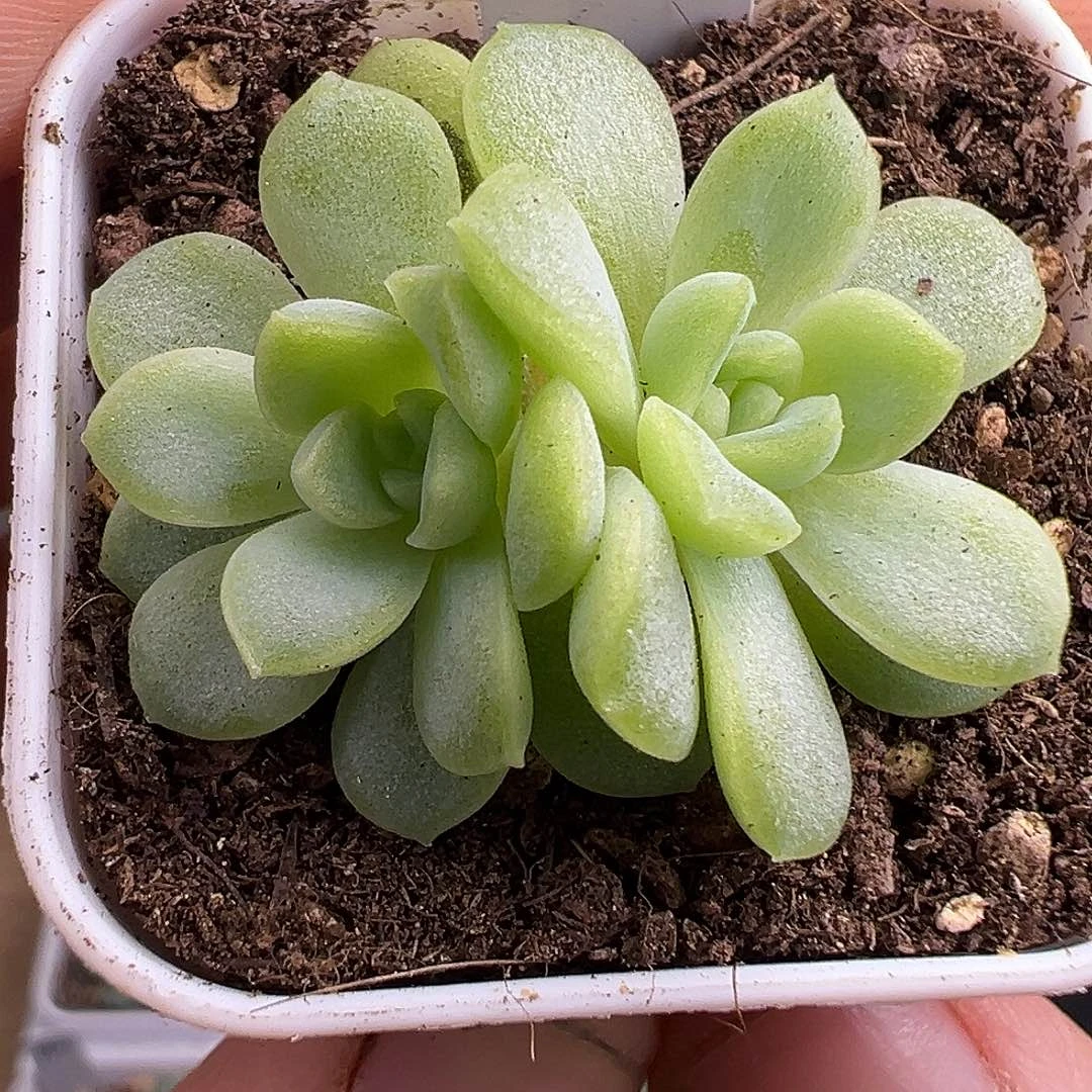 皛皛麦秆多肉一物一拍