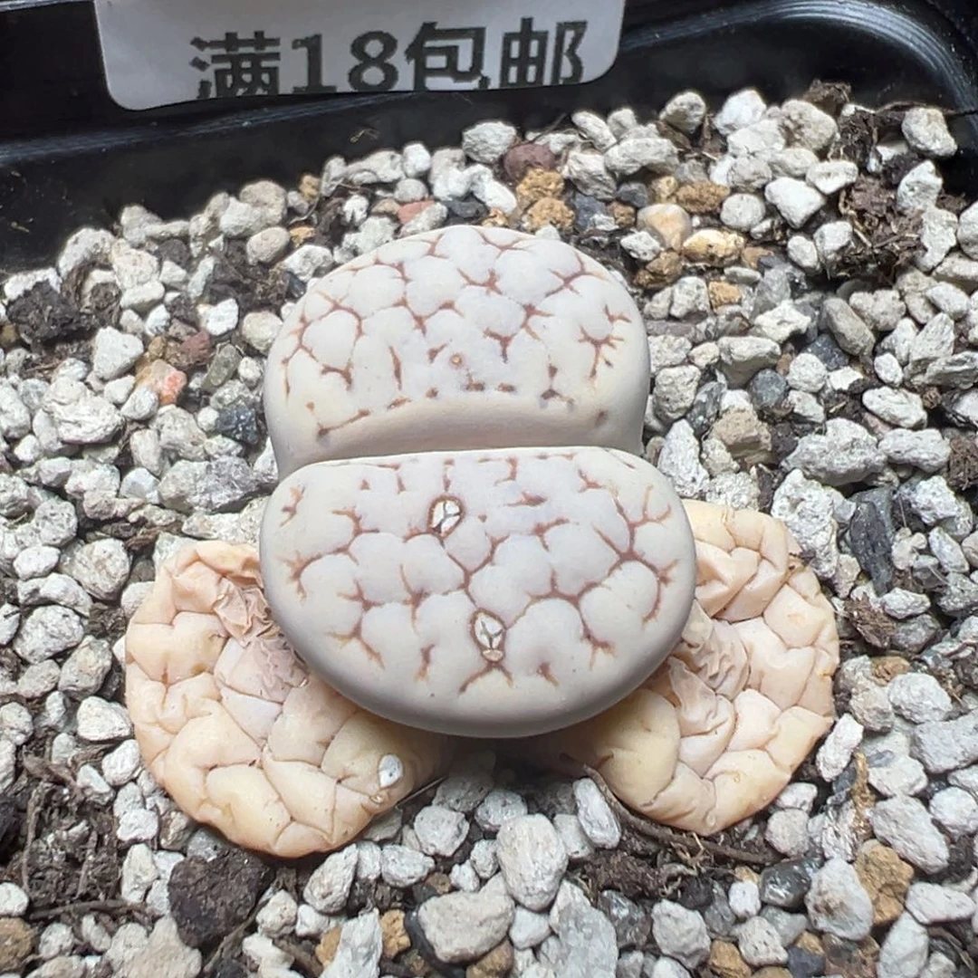 【闪购商品】 271。