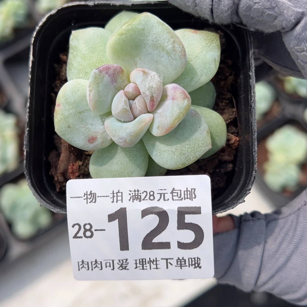 石化冰玉多肉多肉多肉多肉