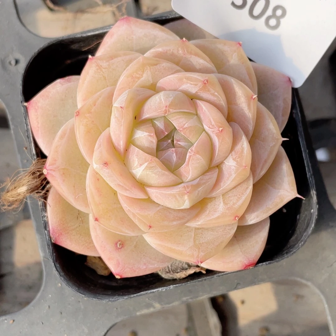 诗***艺308号糖心冰心珍妮