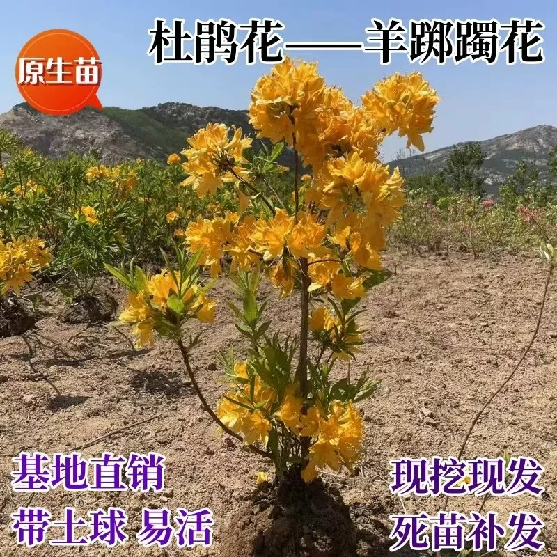 黄杜鹃花 南方北方种植 盆栽地栽 抗寒耐冻 庭院种植