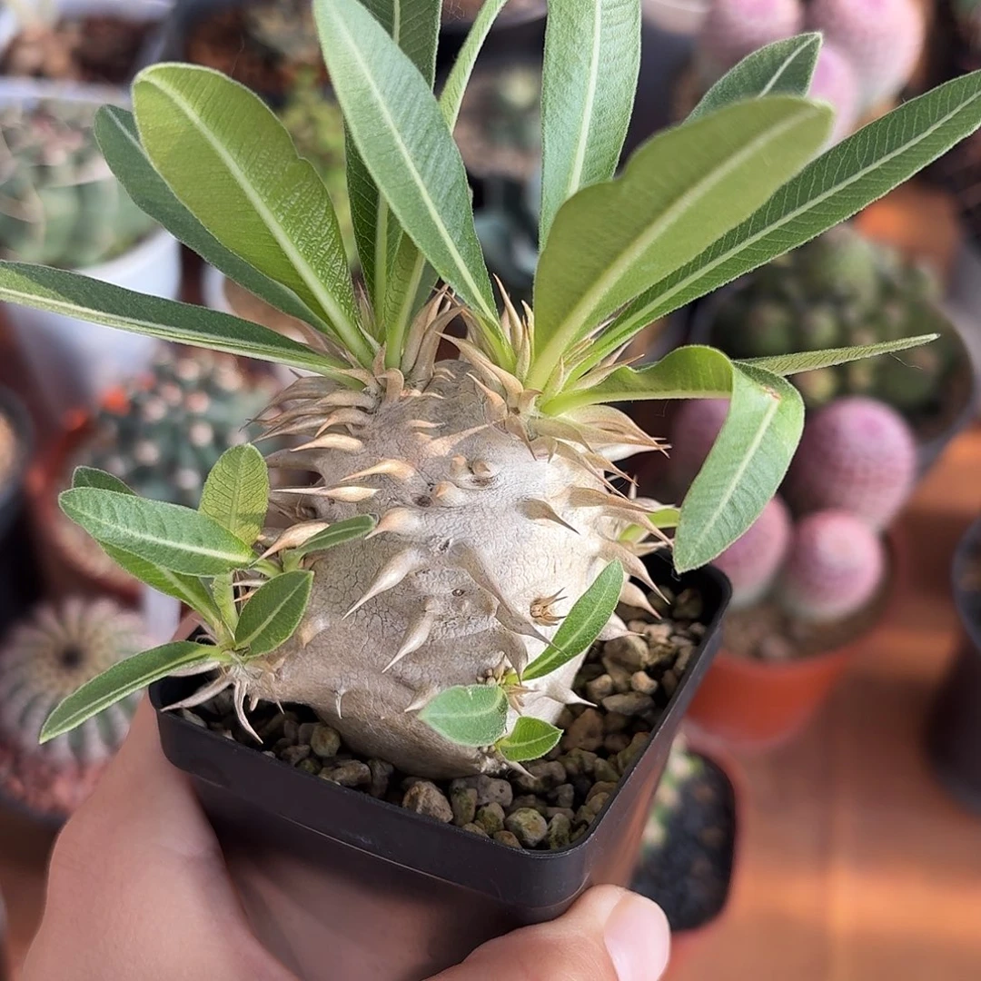 58号象牙玉仙人球12