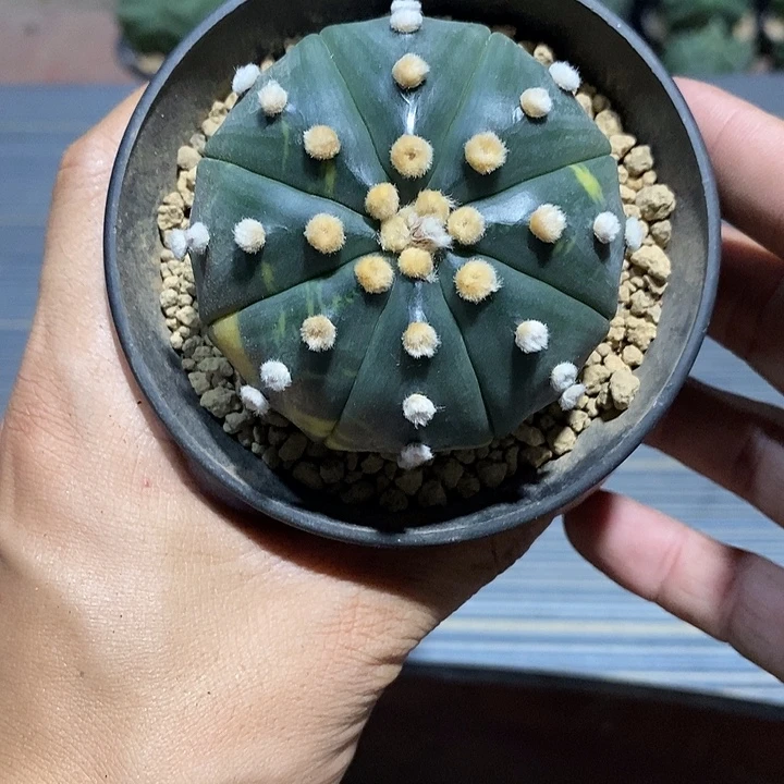 端***哥星兜锦实生脱土发货