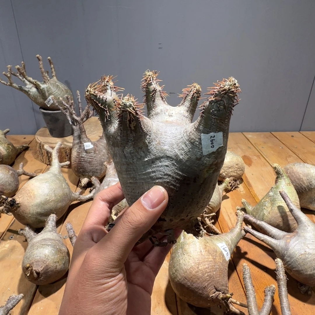 01象牙宫象牙宫象牙宫