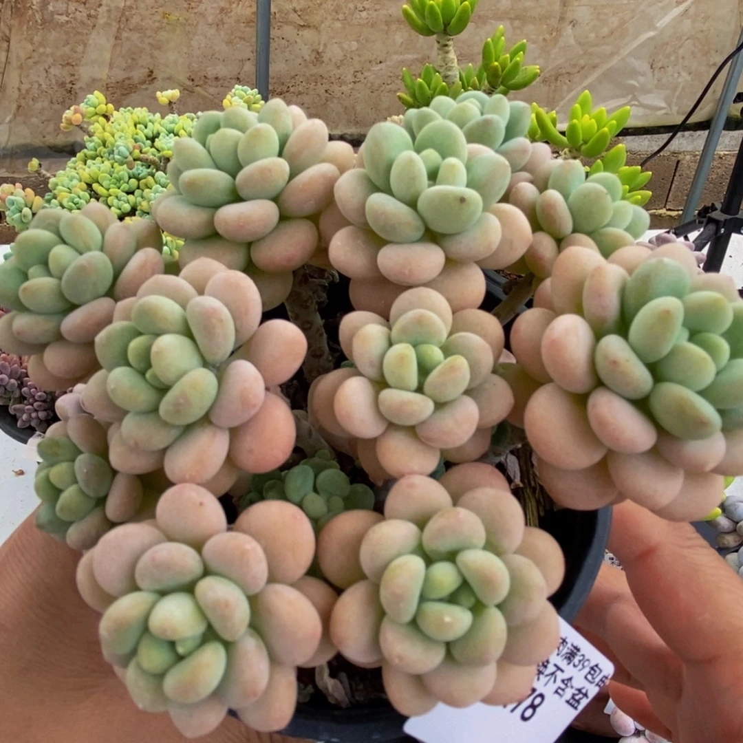 478洛可可12cm多肉
