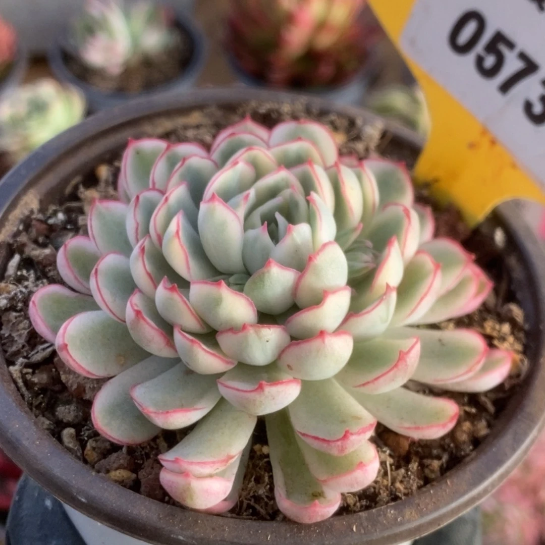 573白覆轮梦幻玫瑰锦