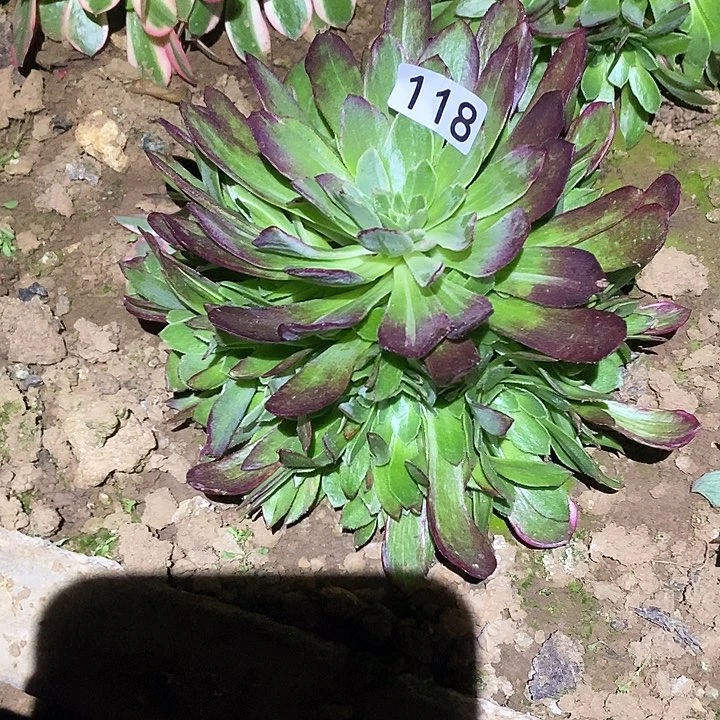 多肉植物法师118万花筒