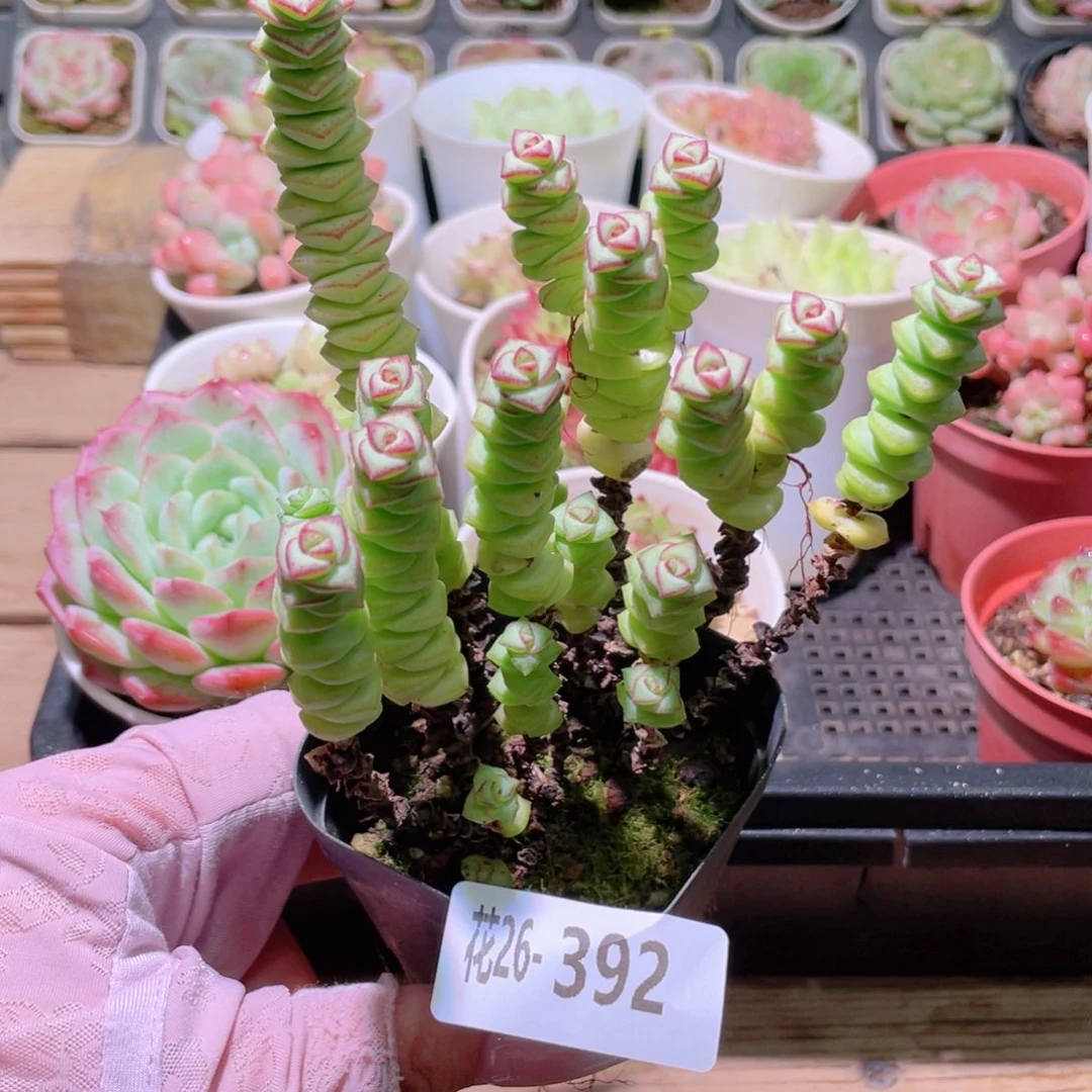 花利美26-392钱串